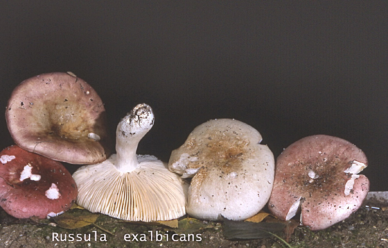 Russula exalbicans-amf1719.jpg - Russula exalbicans ; Syn1: Russula arnouldii ; Syn2: Russula pulchella ; Nom français: Russule pâlissante